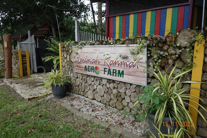 Aminah Rahmat Agro Farm — foto sebenar 3