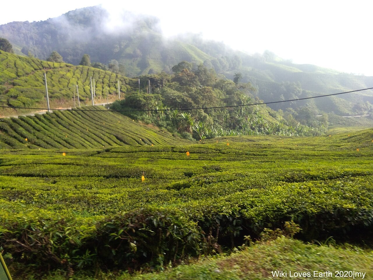 Gambar BOH Tea Garden Cameron Highlands