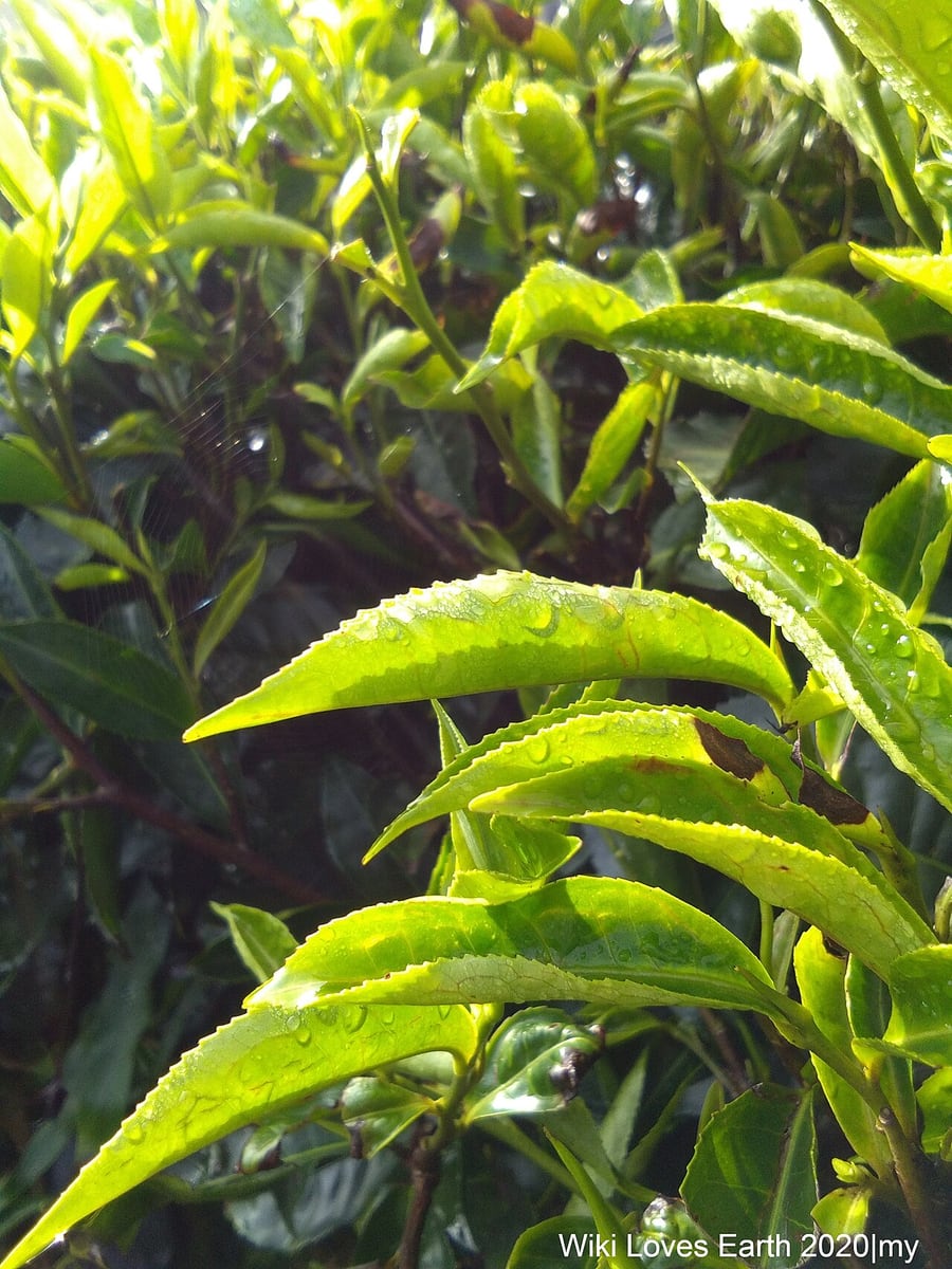 Gambar 2 BOH Tea Garden Cameron Highlands