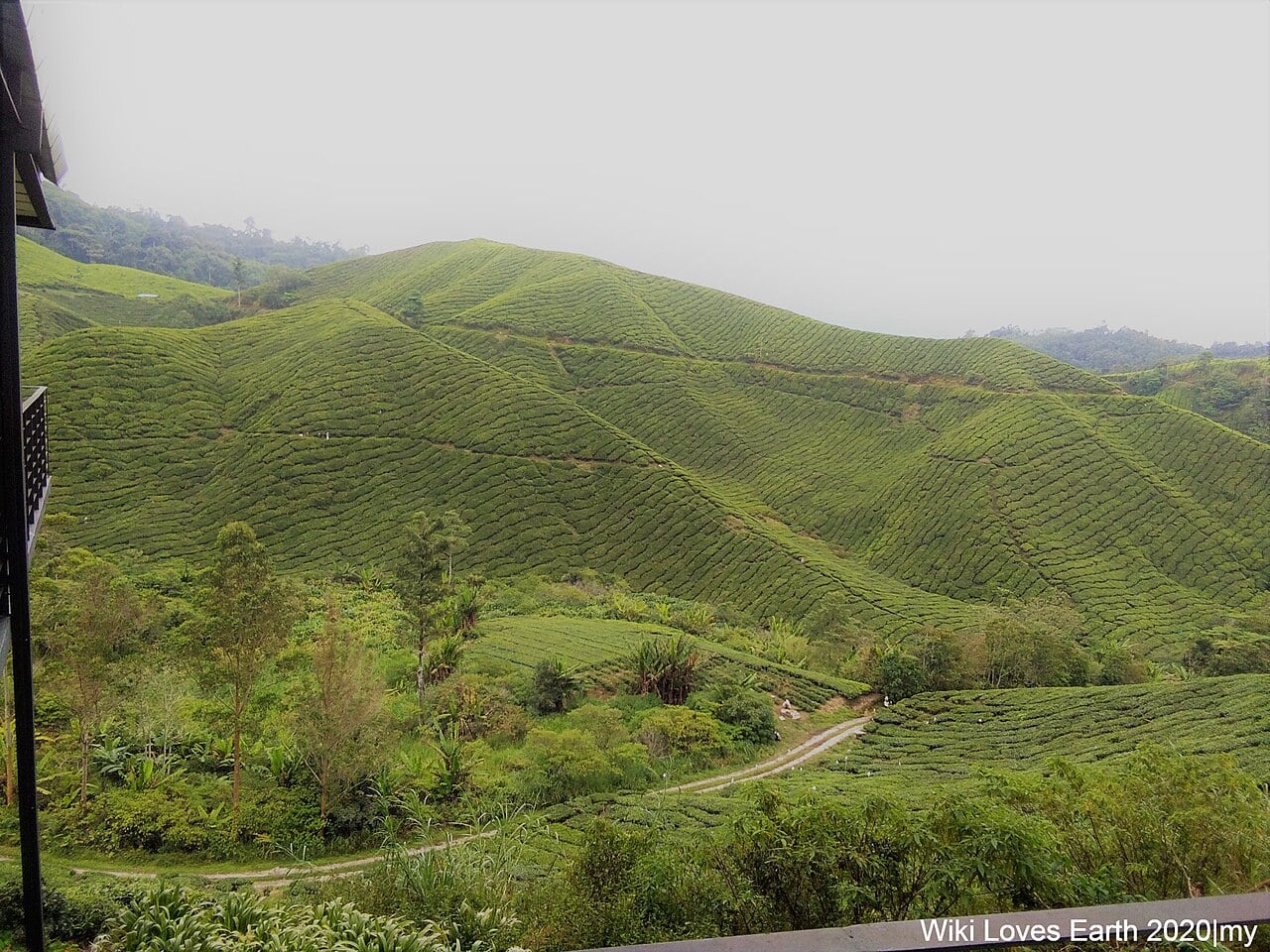 Gambar 3 BOH Tea Garden Cameron Highlands