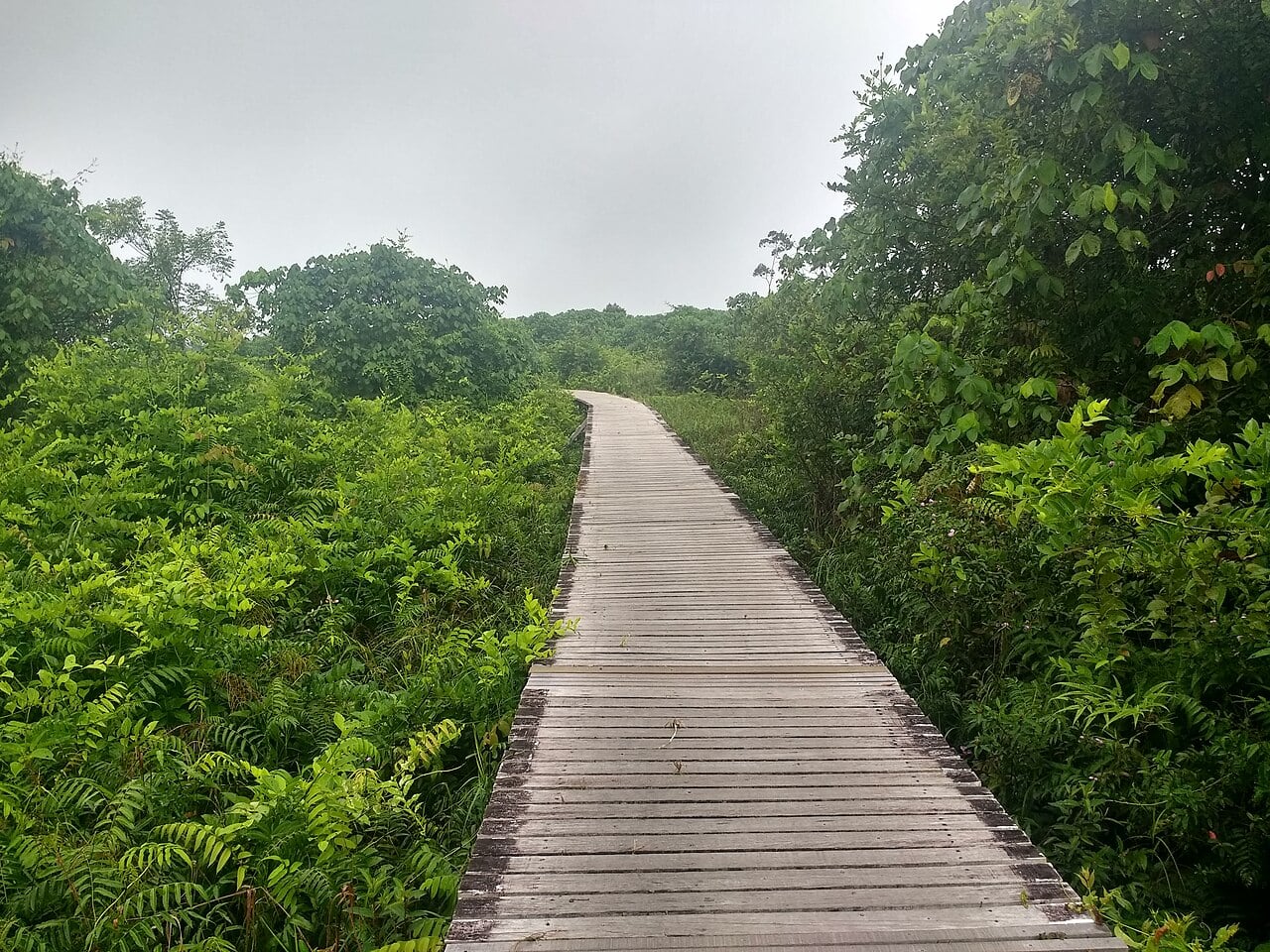 Gambar Bukit Lima Nature Reserve