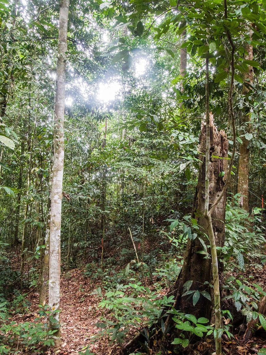 Gambar 2 Danum Valley Conservation Area