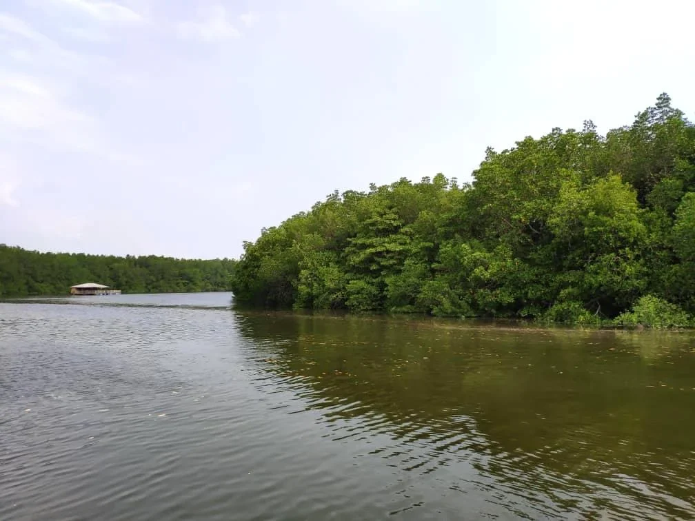 Gambar Desaru Lebam River Mangrove Cruise