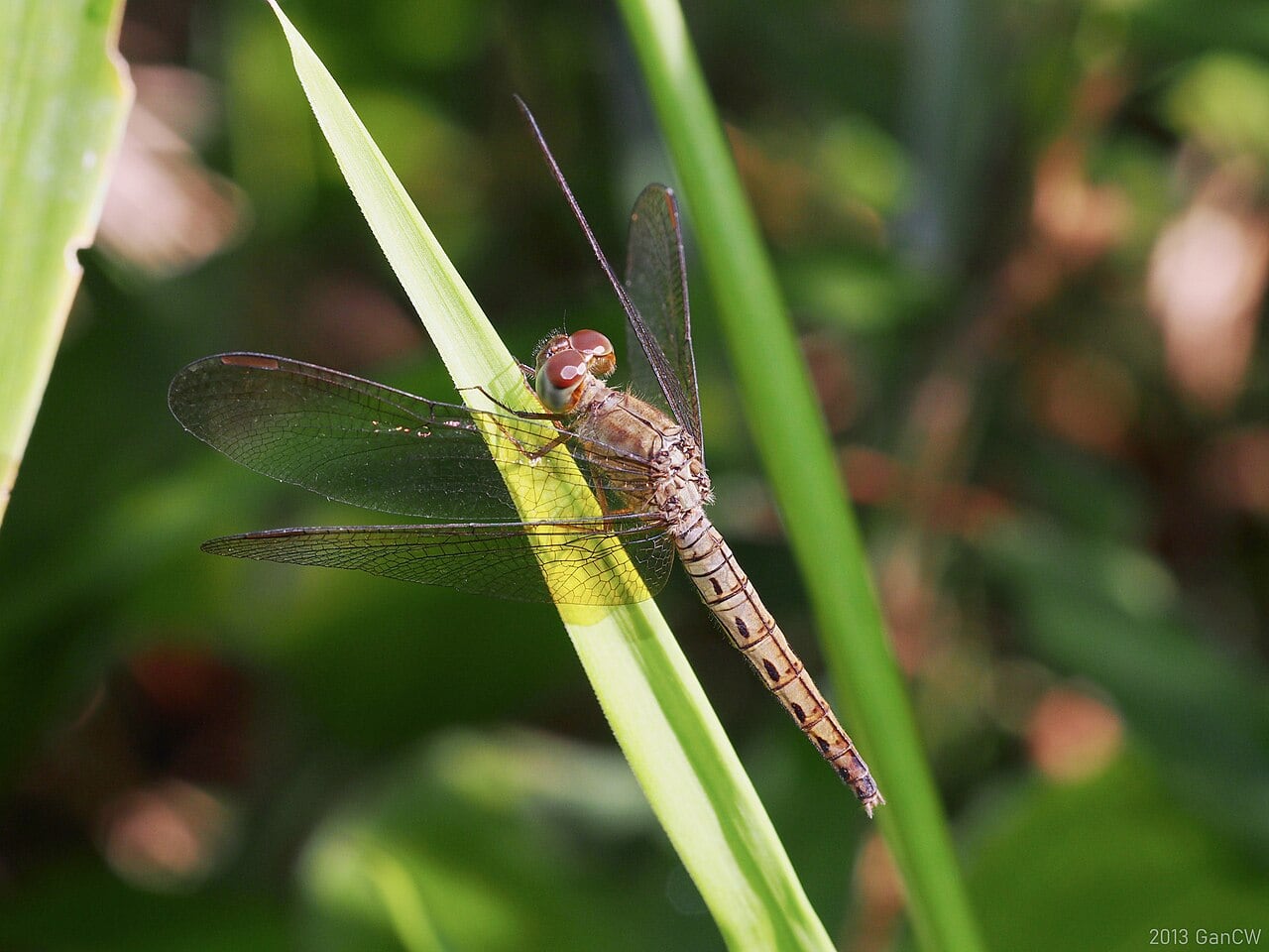 Gambar Endau-Rompin Peta National Park