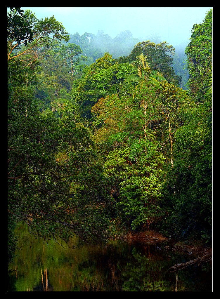 Gambar Endau-Rompin Selai National Park