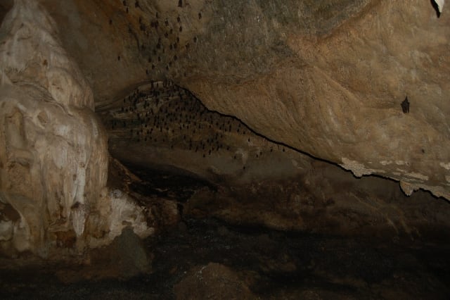 Gambar Gua Kelawar Langkawi