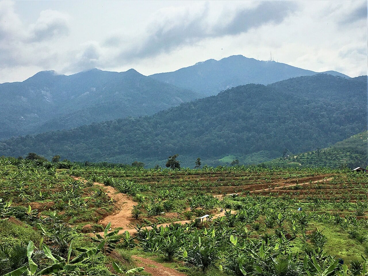 Gambar Gunung Ledang National Park