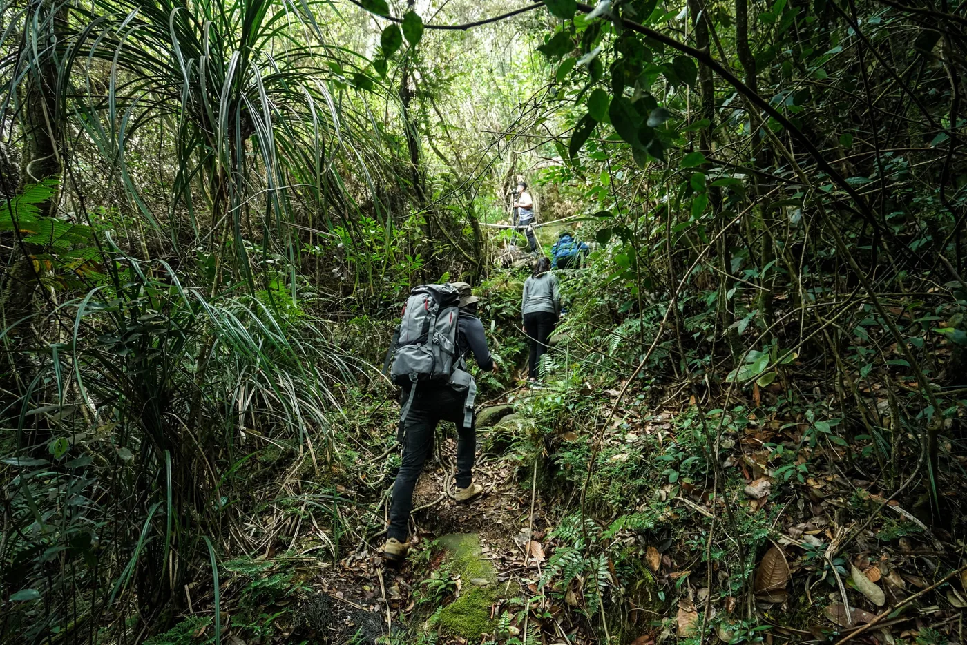 Gunung Ledang National Park — foto sebenar 2