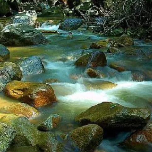 Hutan Lipur Sungai Bantang — foto sebenar 3 (crop)