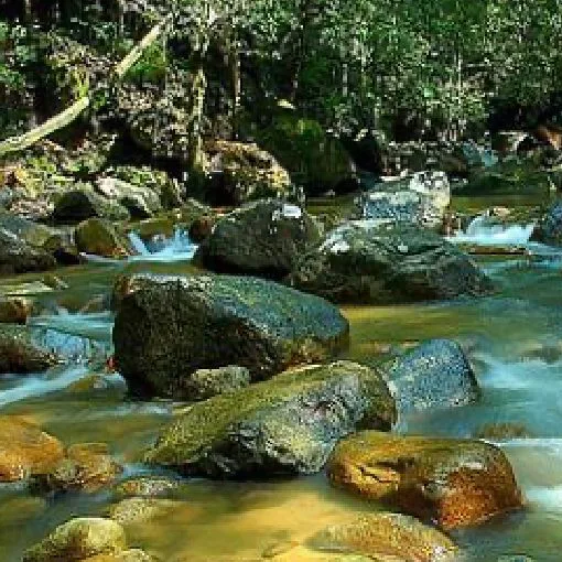 Hutan Lipur Sungai Bantang — foto sebenar 5 (crop)