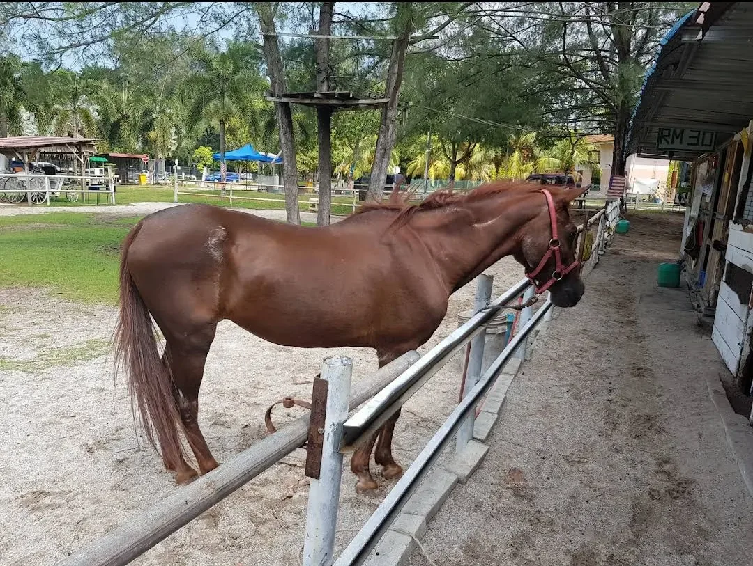 JDT Horse Carriage — foto sebenar 2