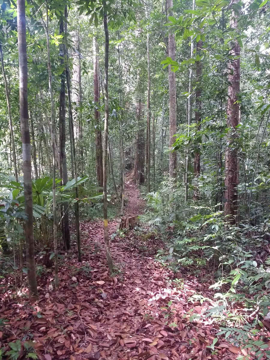 Gambar 2 Lambir Hill Summit Trail