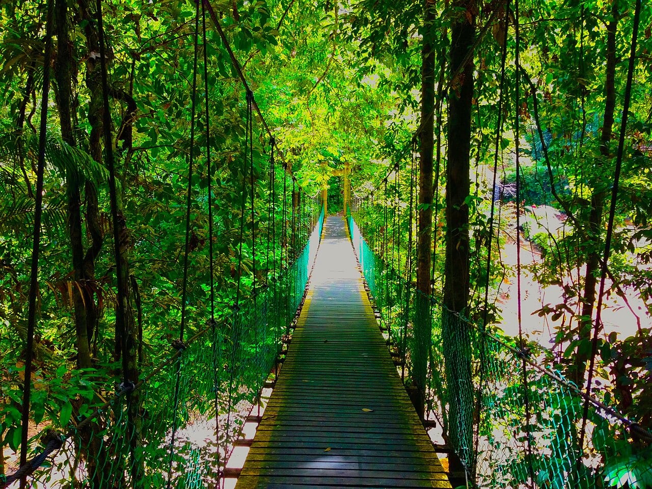 Gambar Lambir Hills National Park