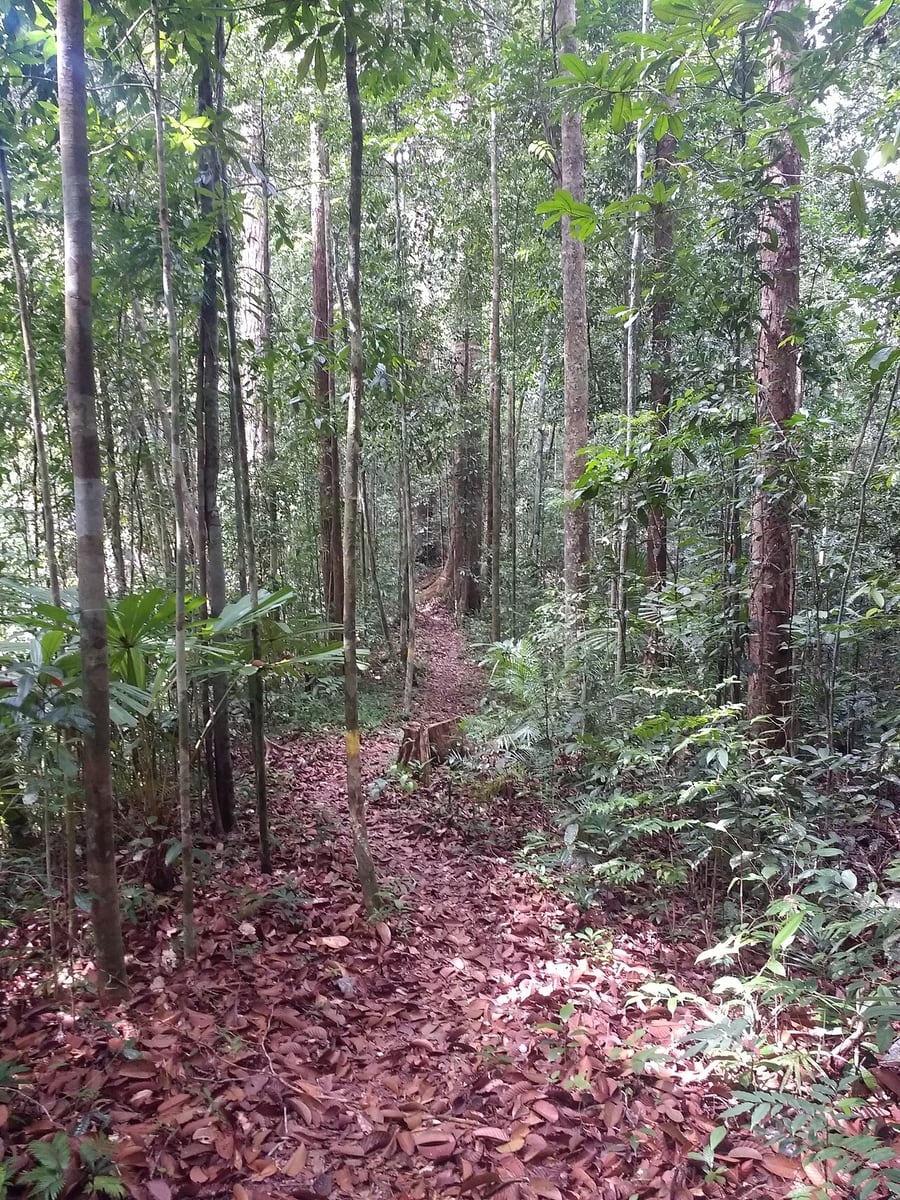Gambar 3 Lambir Hills National Park