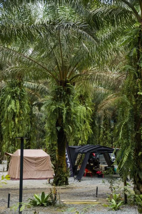 Made In The Wild — foto sebenar 6