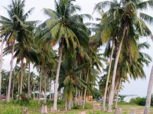 Gambar 2 Pantai Pengkalan Balak