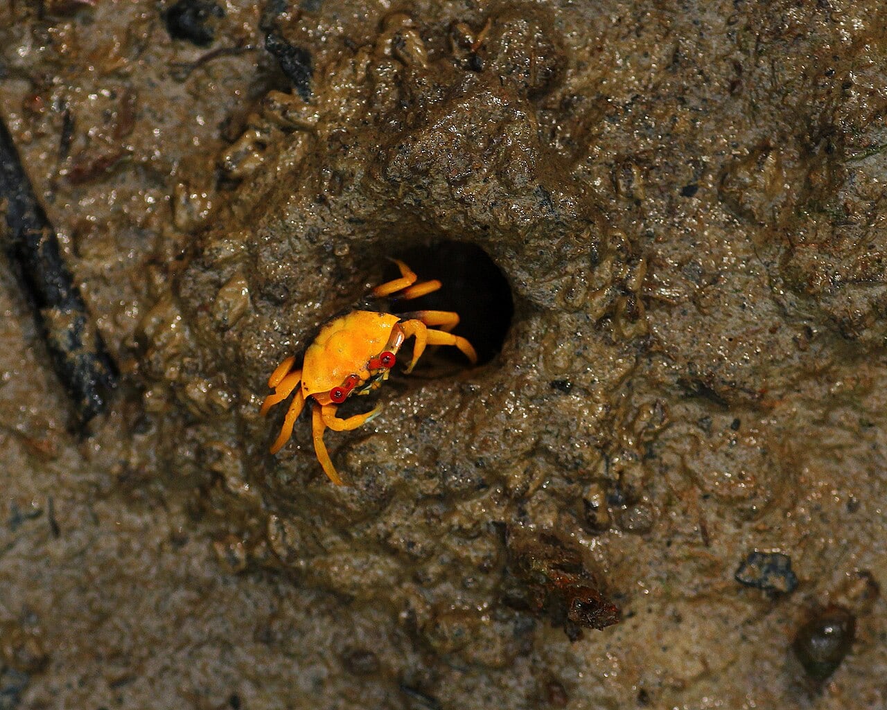 Gambar 2 Pulau Kukup National Park