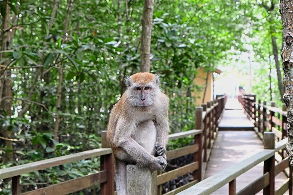 Kukup Island Johor National Park — foto sebenar 2