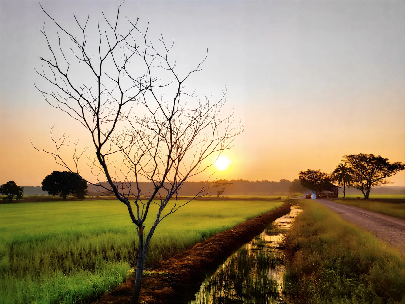 Gambar Sawah Ring