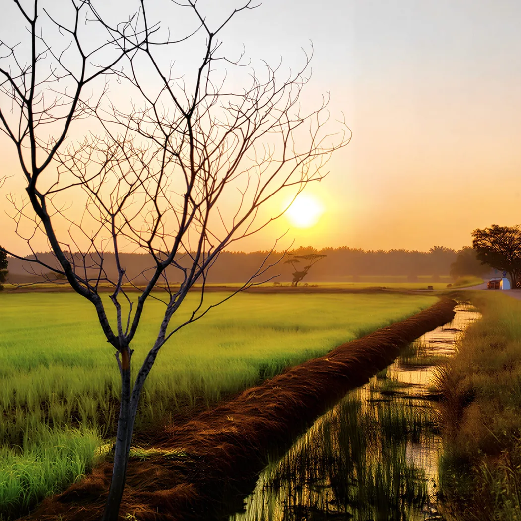Sawah Ring — foto sebenar 3 (crop)