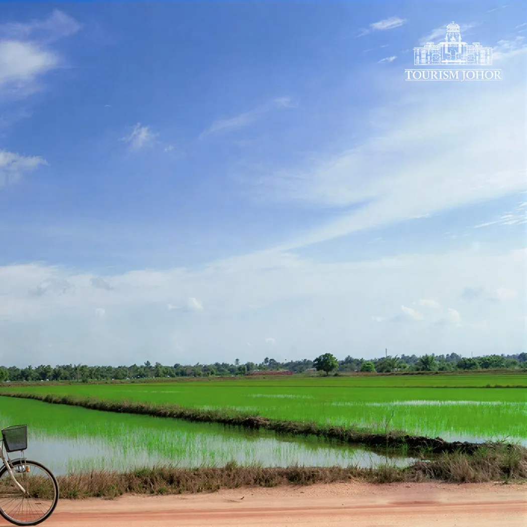 Sawah Ring — foto sebenar 4 (crop)