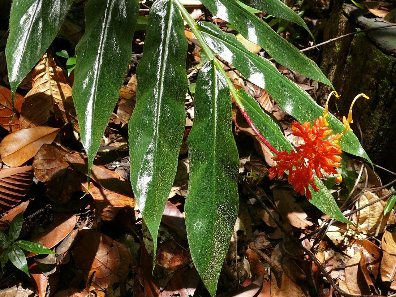 Gambar Similajau National Park