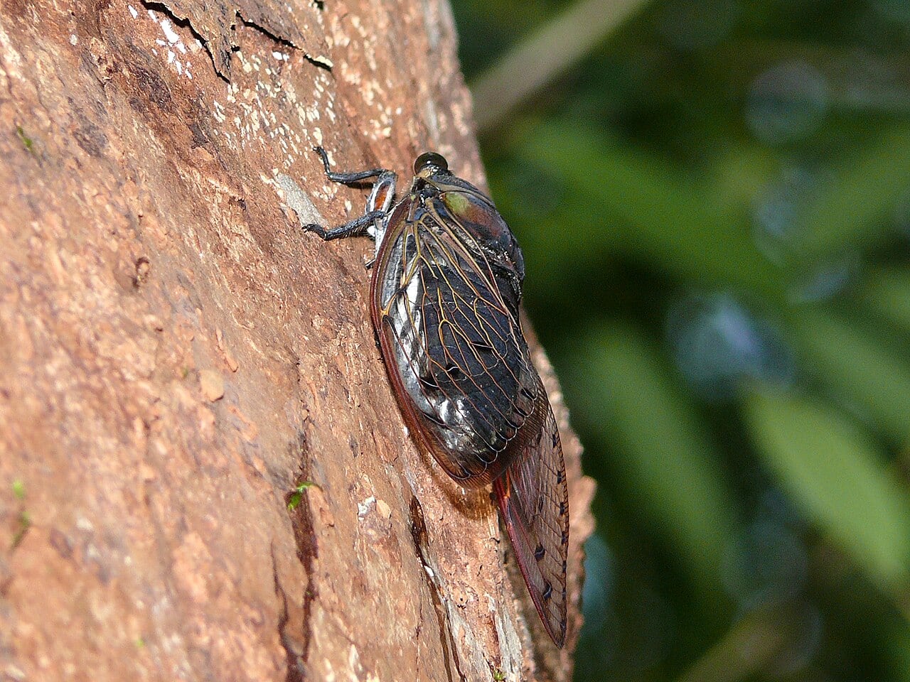 Gambar 2 Similajau National Park