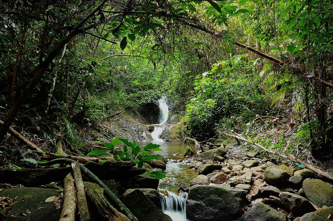 Gambar 2 Taman Eko Rimba Gunung Belumut