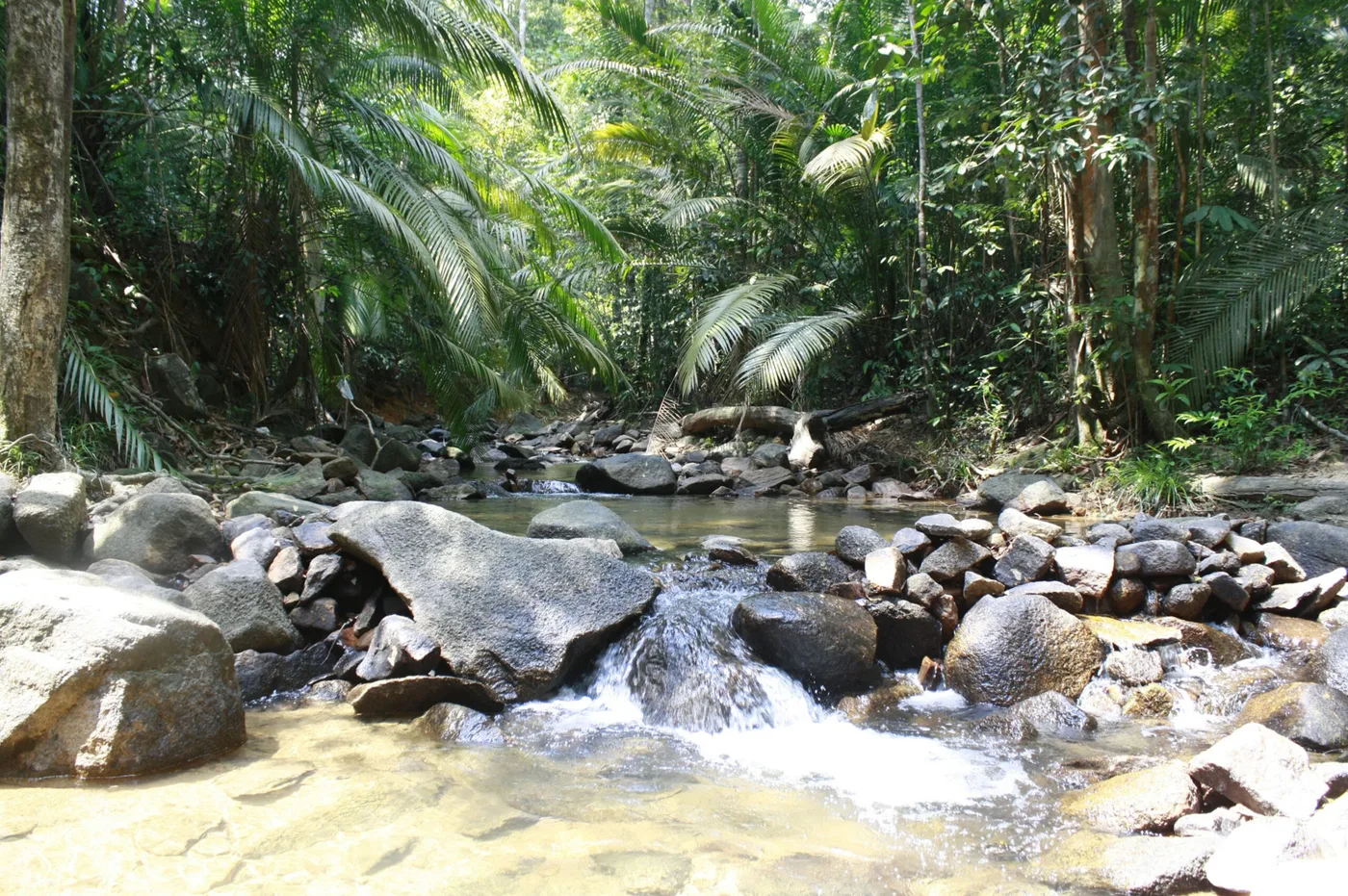 Taman Eko Rimba Gunung Belumut — foto sebenar 4