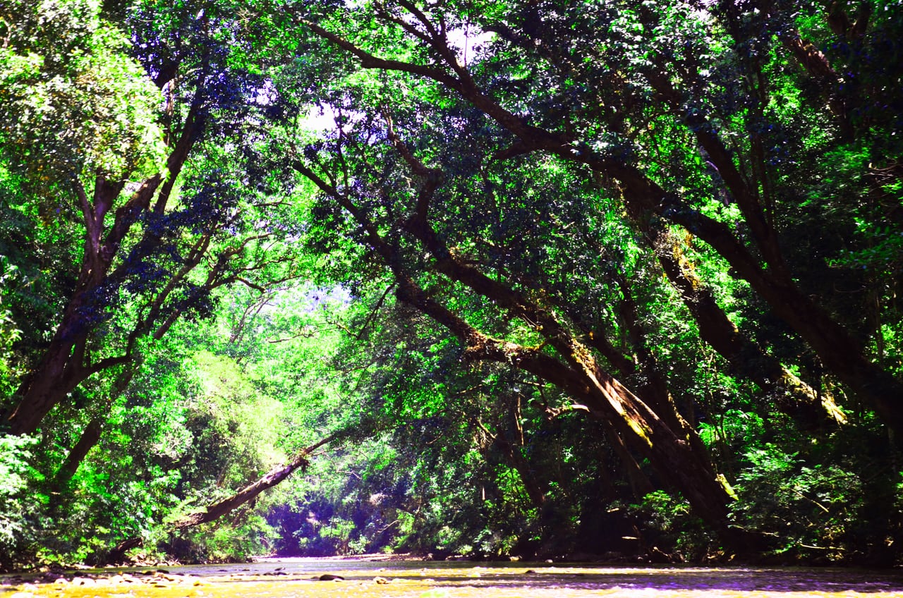 Gambar Taman Negara Kuala Tahan