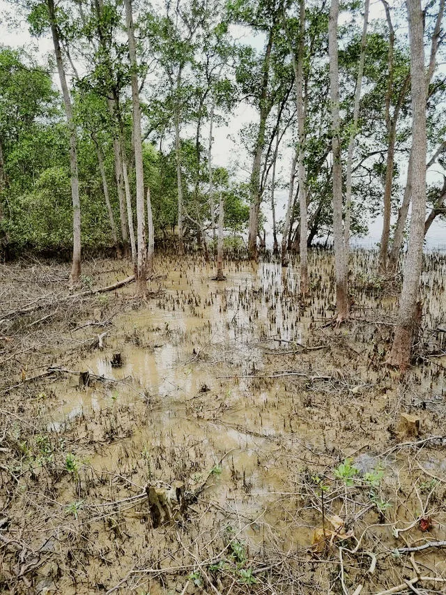 Tanjung Ketapang — foto sebenar 7