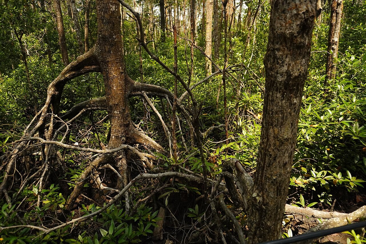 Gambar Tanjung Piai National Park