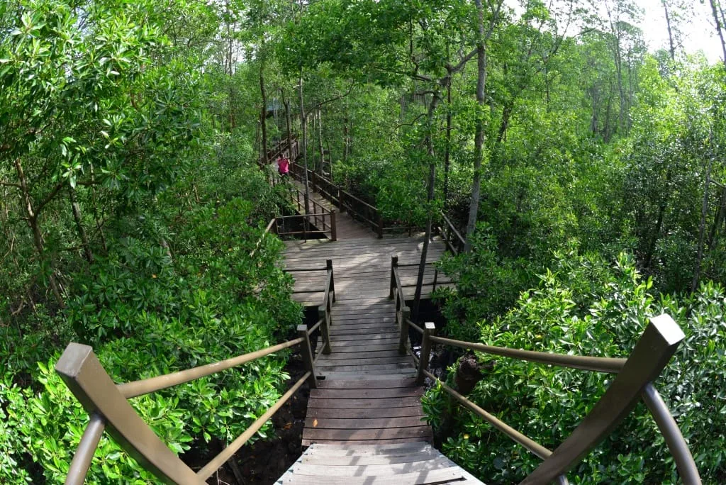 Tanjung Piai National Park — foto sebenar 4