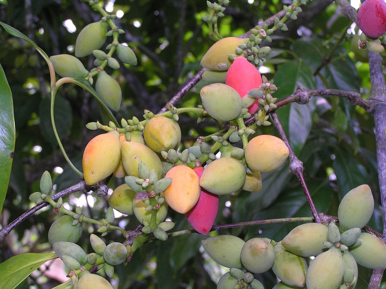 Gambar 3 Penang Tropical Fruit Farm